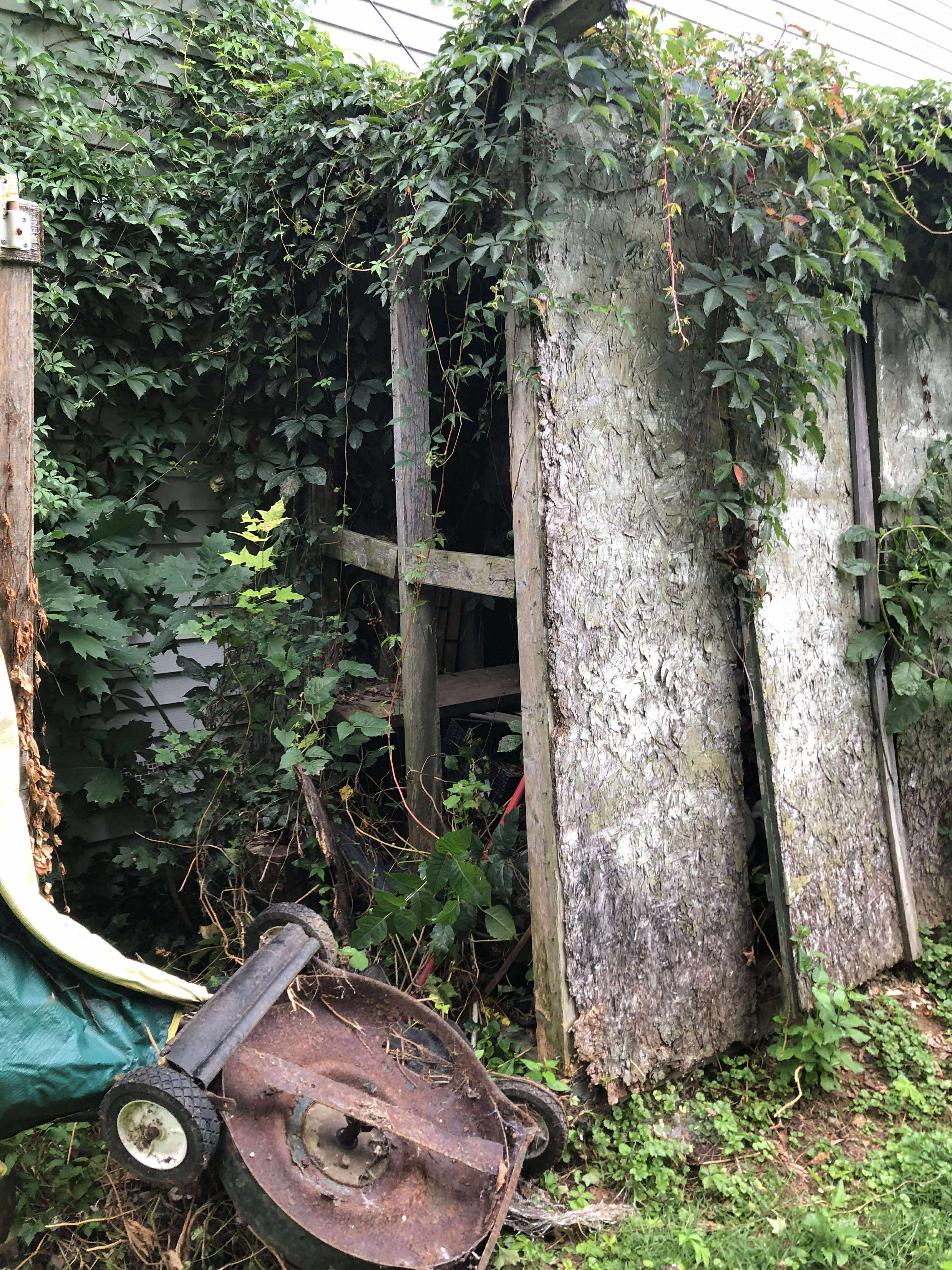 Overgrown shed and yard cleanup